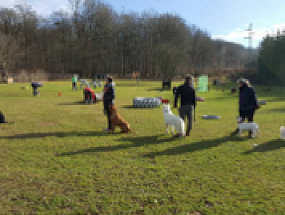 Terrain d'entrainement éducation canine